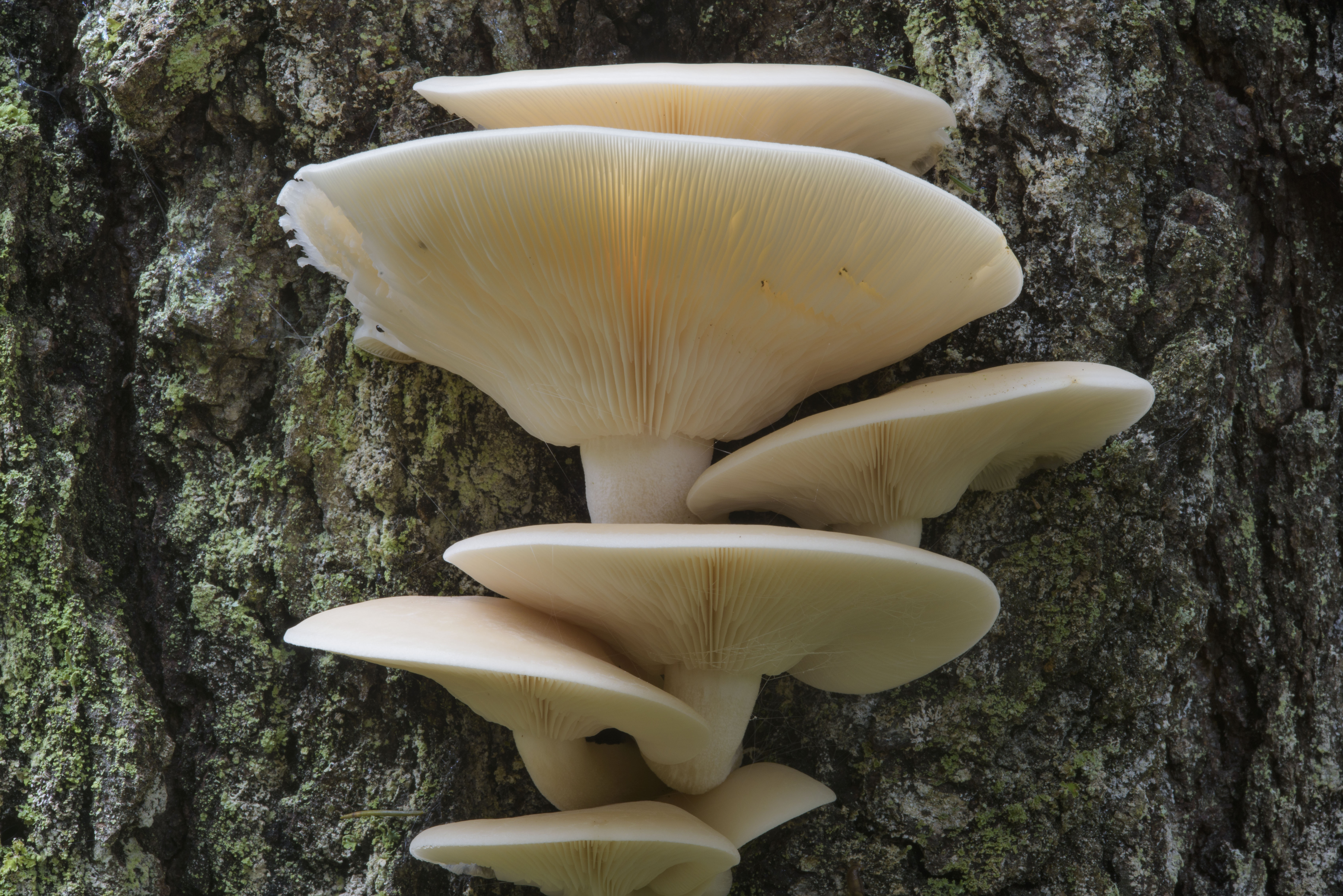 Вешенка – полезный гриб: описание, разновидности, полезные свойства и как можно вырастить в домашних условиях