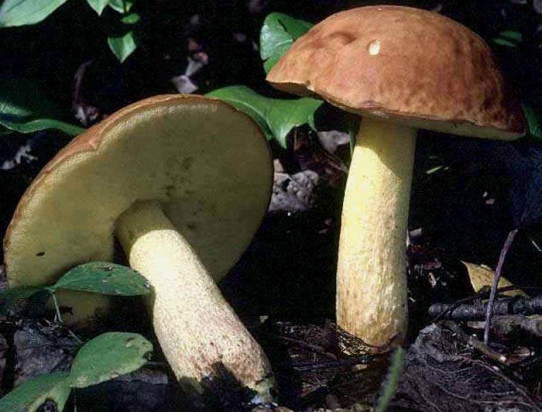 Как выглядит обабок гриб фото