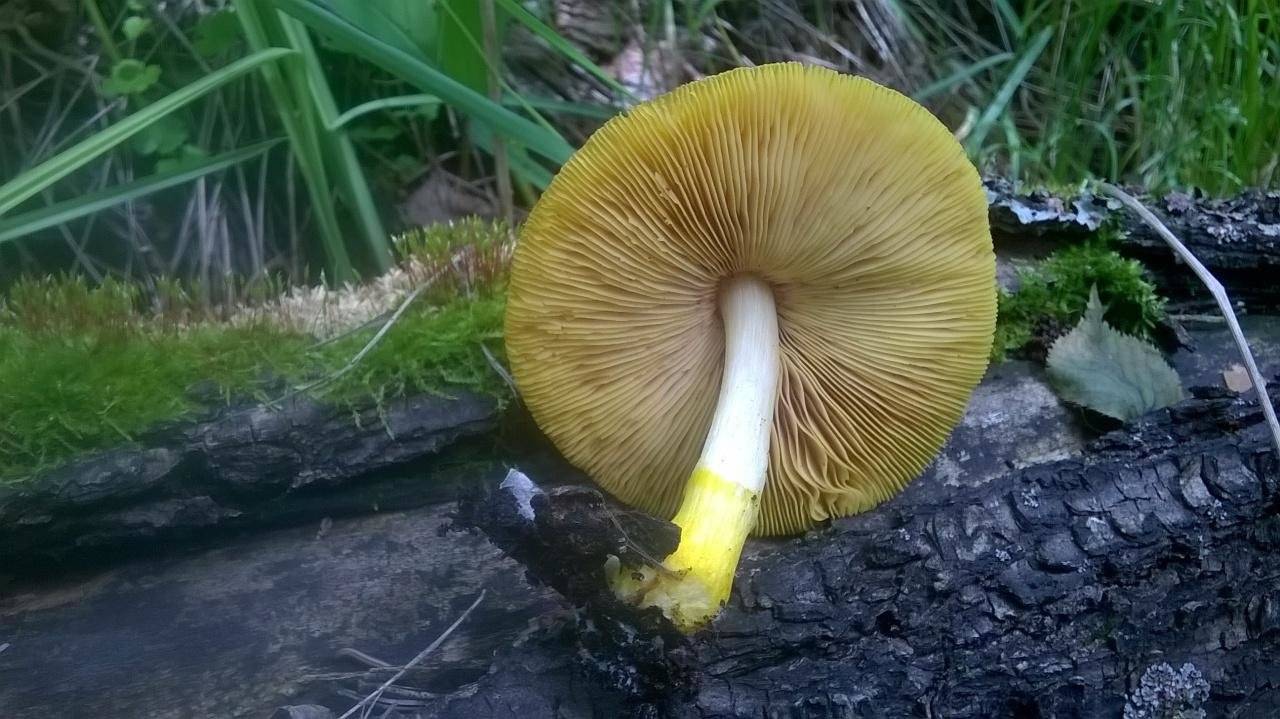 Плютей оранжевоморщинистый (pluteus aurantiorugosus) – грибы сибири