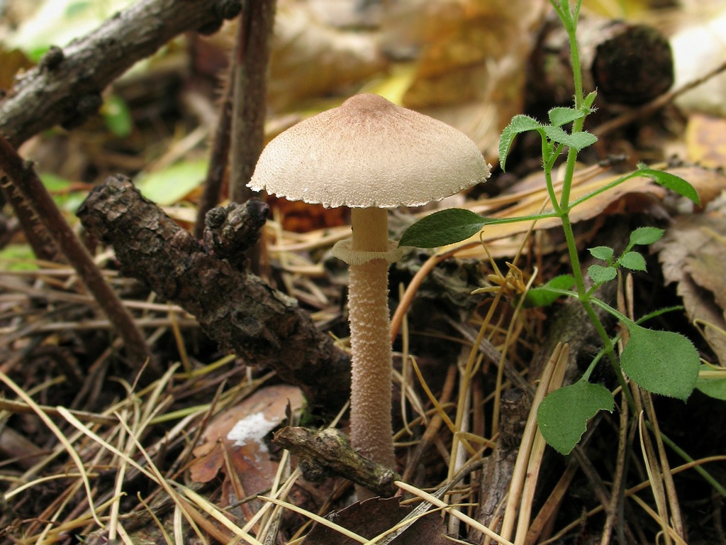 Ядовитые грибы зонтики: фото с описанием, как отличить ложных двойников, видео