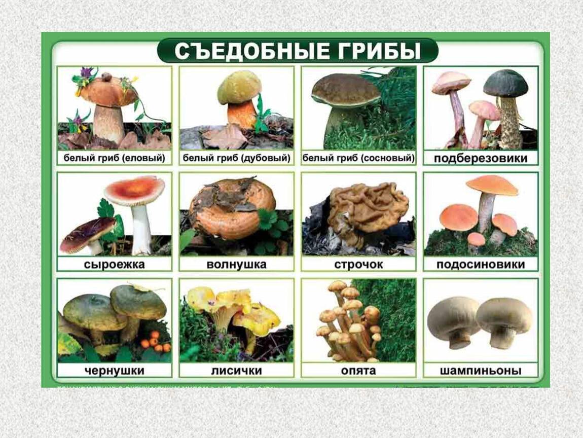 Салат с маринованными грибами: 58 домашних рецептов