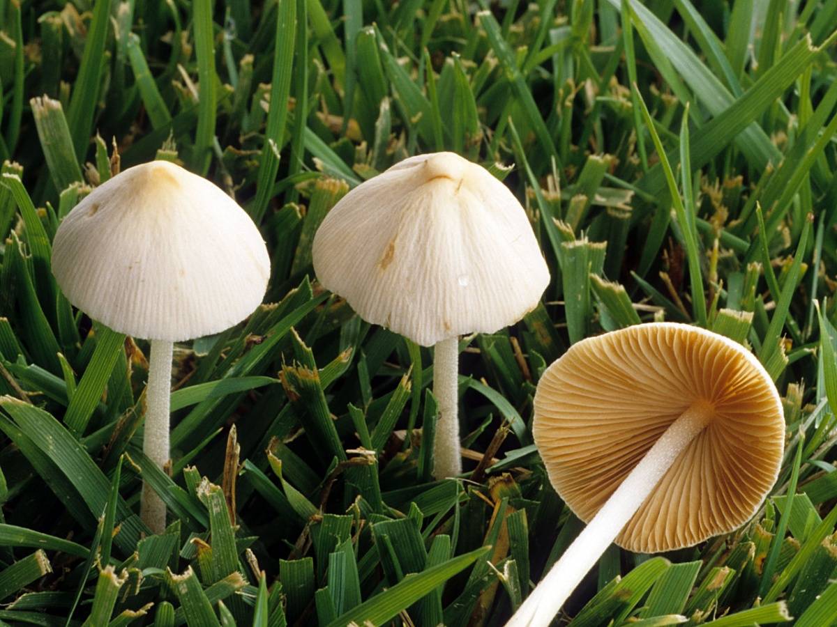 Что такое белый древесный гриб?