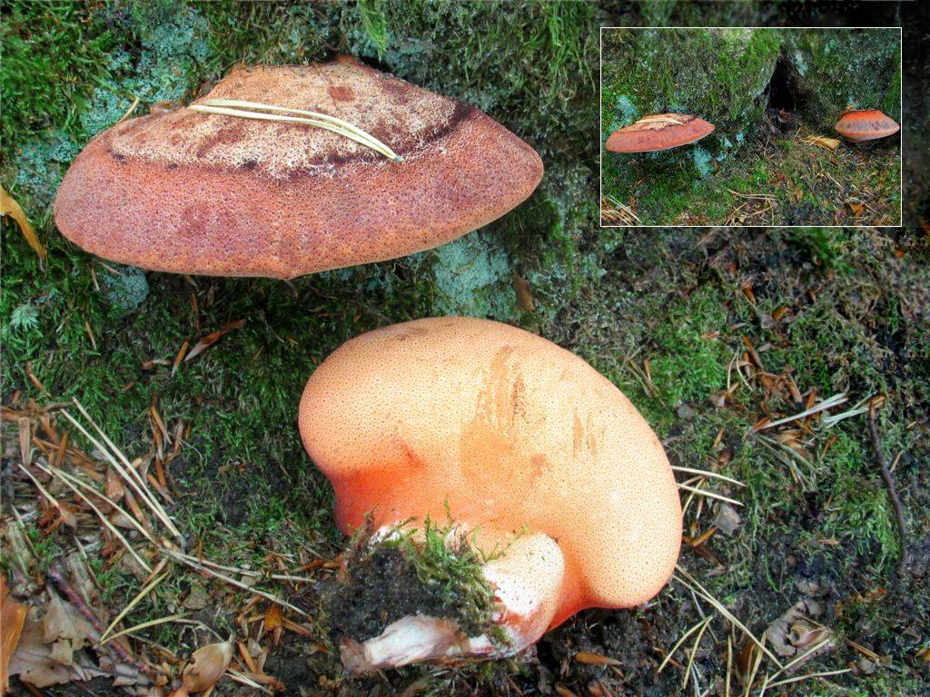 Печеночный гриб печеночница обыкновенная места обитания и общие признаки, обработка и приготовление