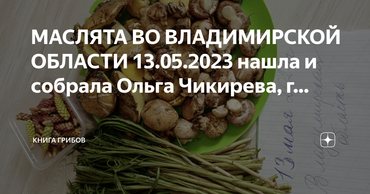 Грибы в ленинградской области 2023: когда и где собирать, сезоны и грибные места