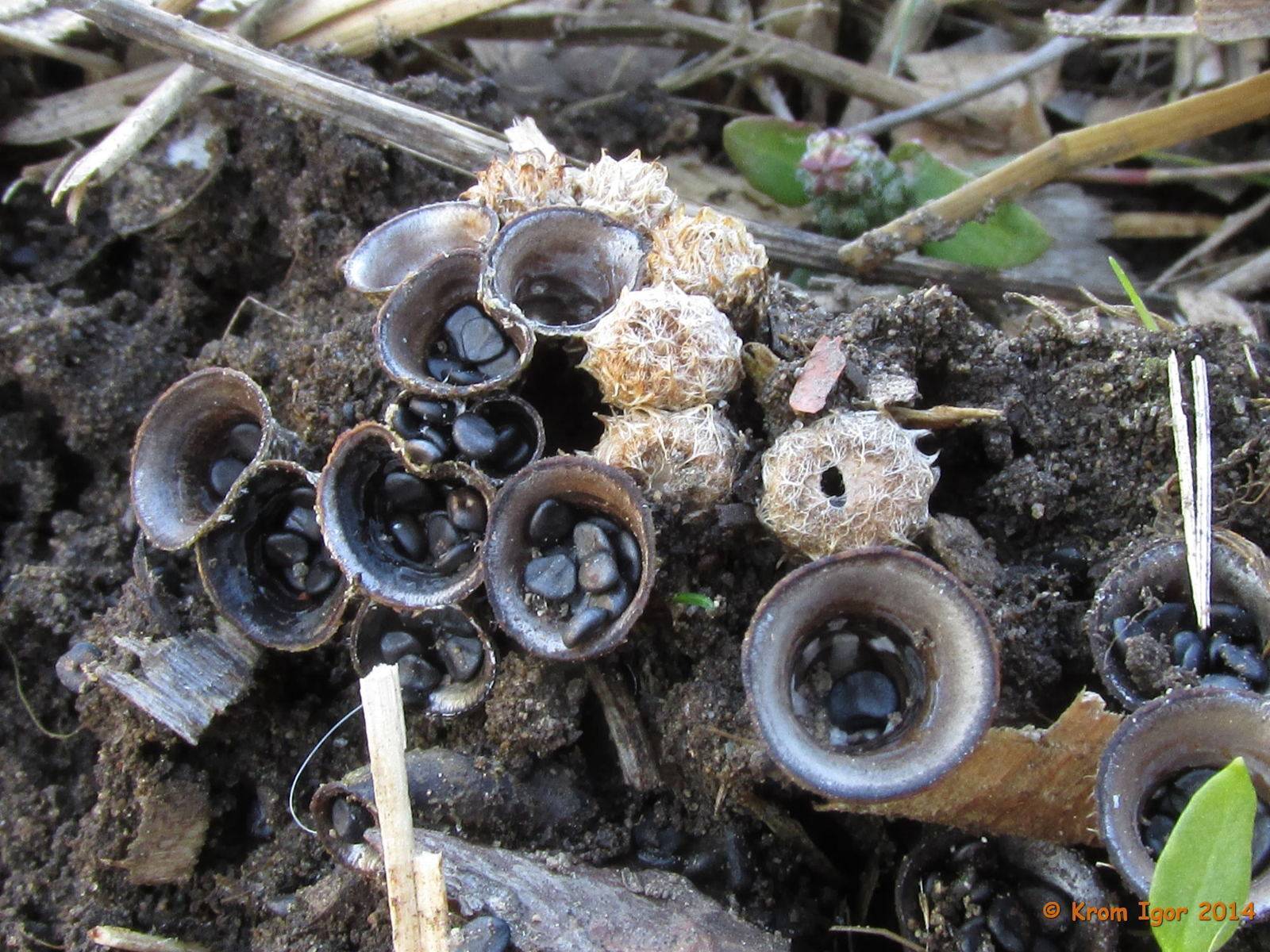 Необычные грибы: пальцы дьявола, разноцветный трутовик, кровавый зуб, птичье гнездо, описание, места произрастания, интересные особенности