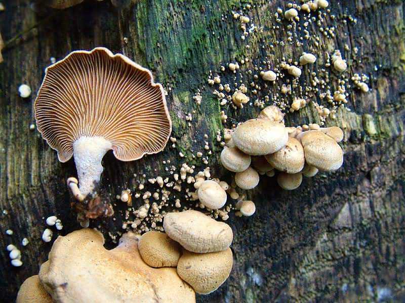 Панеллюс вяжущий, фото светящегося гриба — викигриб