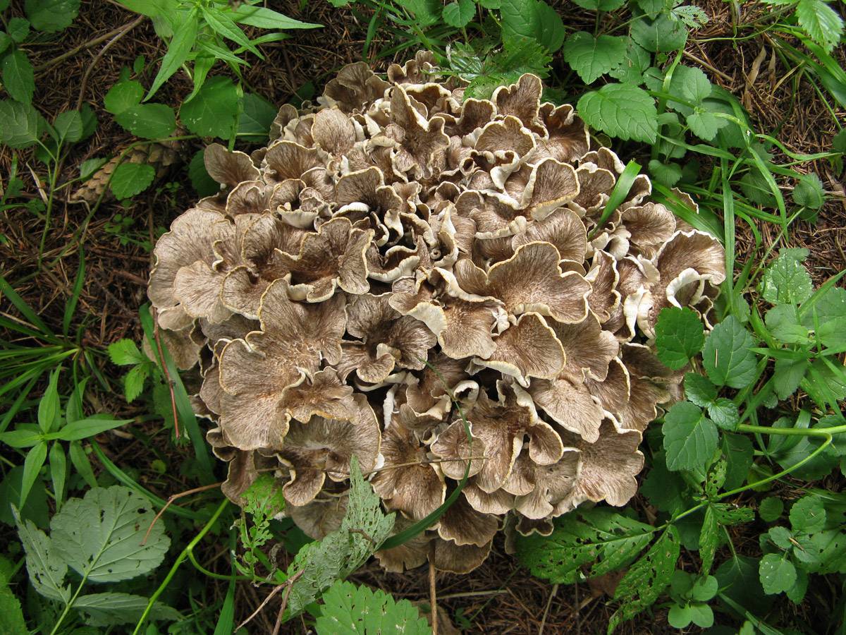 Фото и описание гриба трутовика