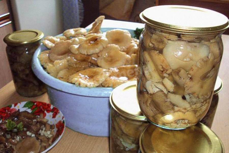 Засолка сыроежек в домашних условиях: рецепты приготовления соленых грибов быстро и вкусно
