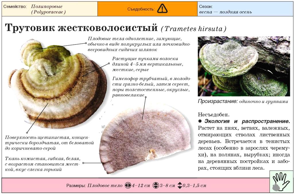 Валуй, кульбик, гриб кулачок, сопливик или бычок (russula foetens): фото, описание, как выглядит и как его готовить