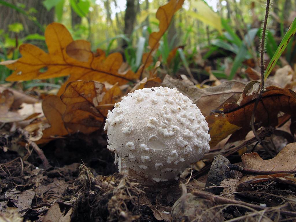 Дождевик грушевидный: фото. где растет гриб дождевик? — викигриб