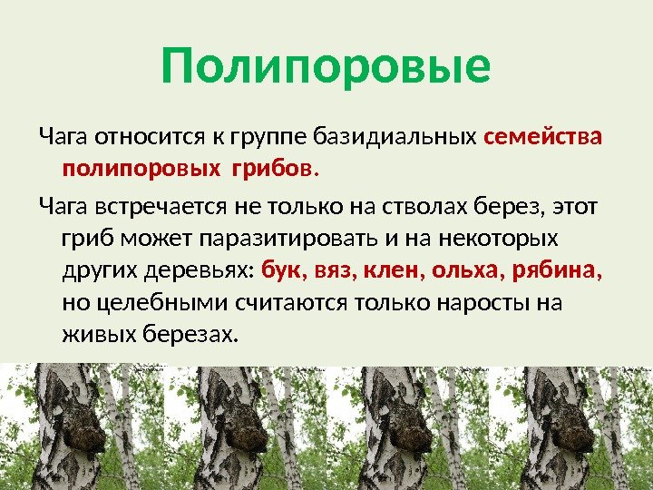 Полипоровые_(порядок) : definition of полипоровые_(порядок) and synonyms of полипоровые_(порядок) (russian)