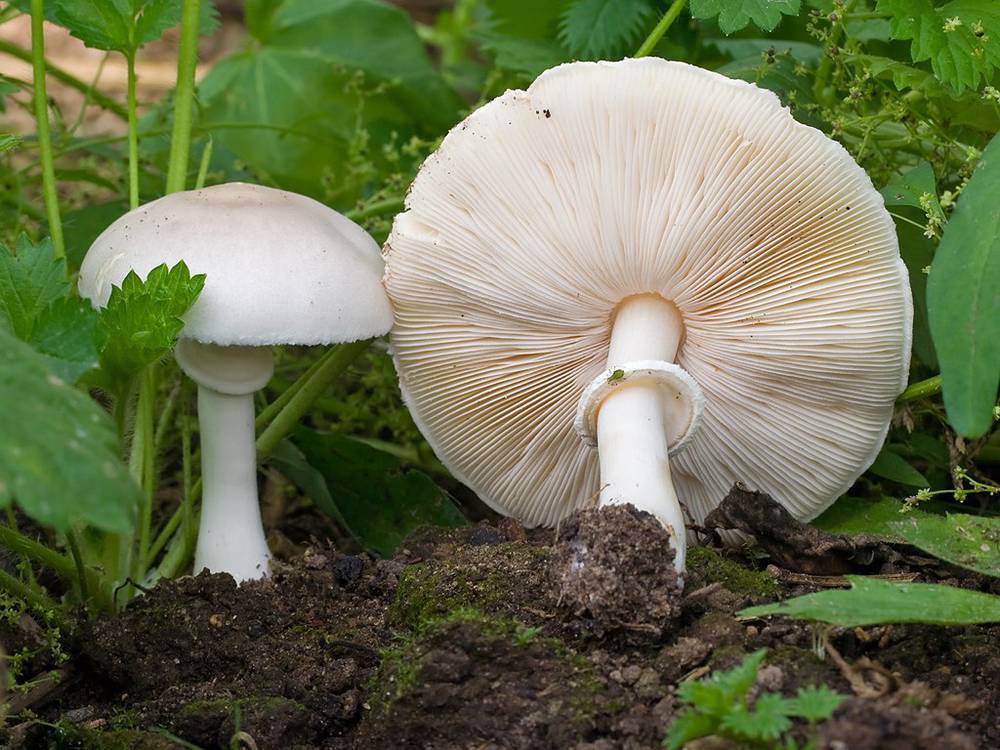 Белошампиньон румянящийся – малоизвестный гриб — викигриб
