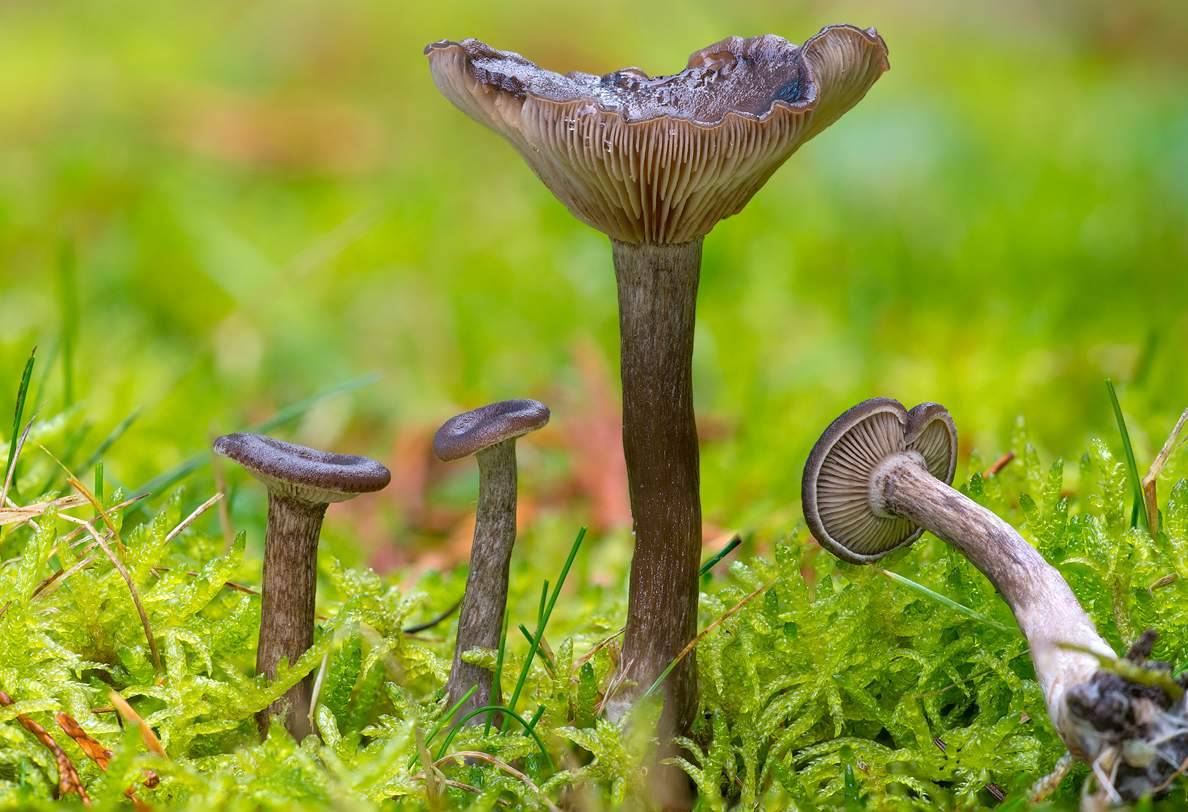 Псевдоговорушка бокаловидная (pseudoclitocybe cyathiformis) – грибы сибири