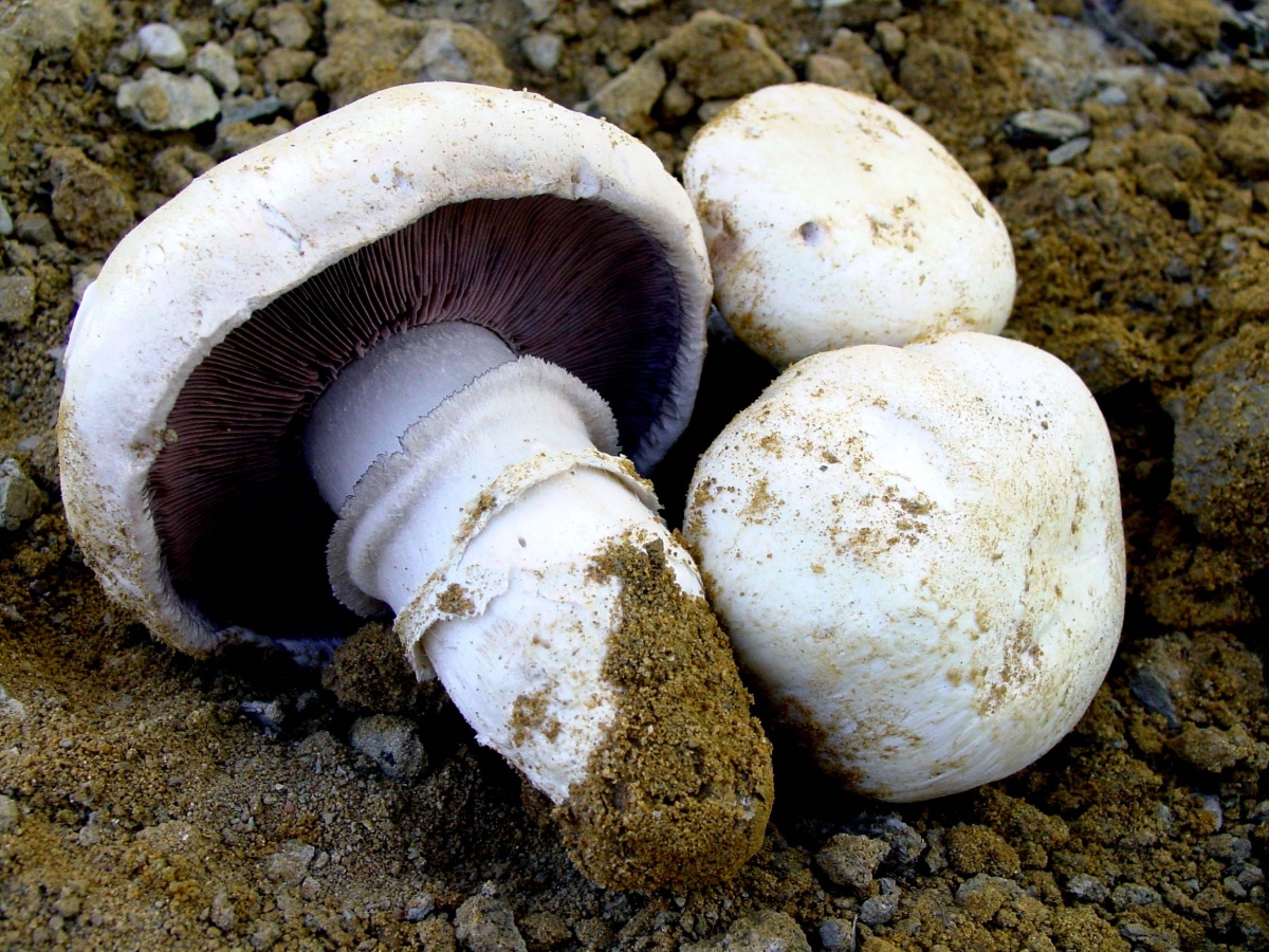 Грибы шампиньоны — фото, как вырасти и калорийность, как выглядит гриб