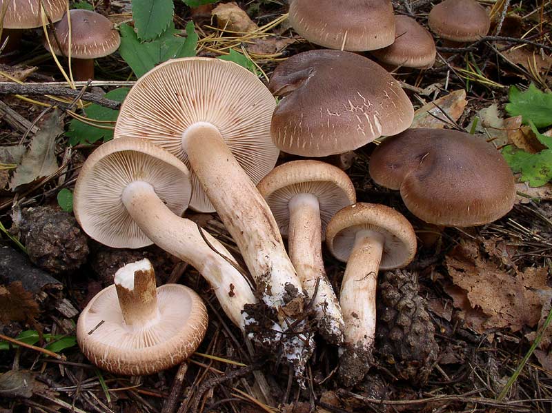 Рядовка частопластинковая (tricholoma stiparophyllum) – грибы сибири