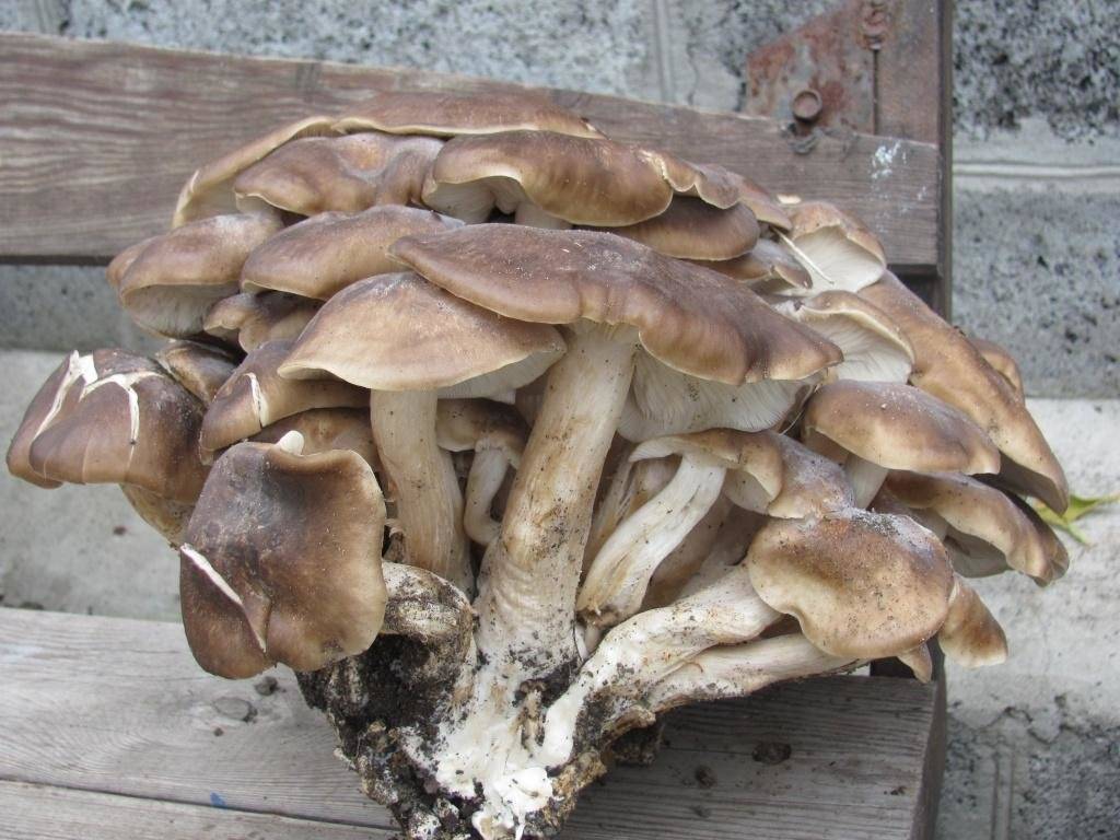 Скрипун, гриб-скрипица или груздь войлочный (lactarius vellereus): фото, описание и как его готовить