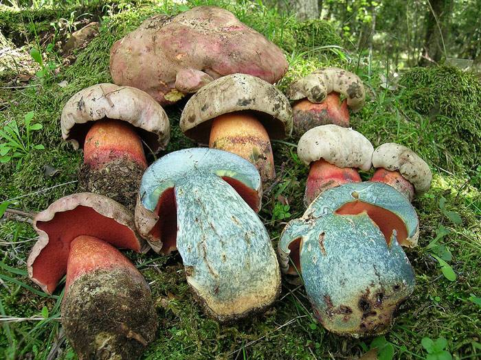 Белый гриб – король грибного царства - грибы собираем