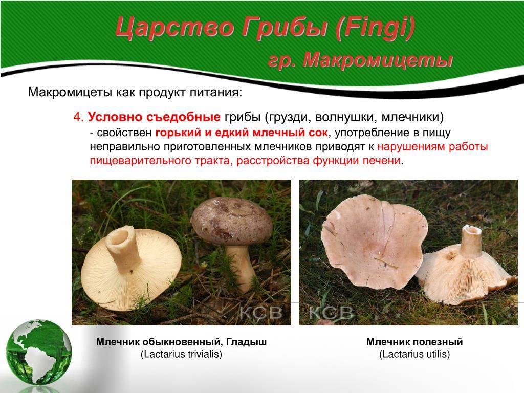 Условно – съедобные грибы – самые интересные и переменчивые - грибы собираем