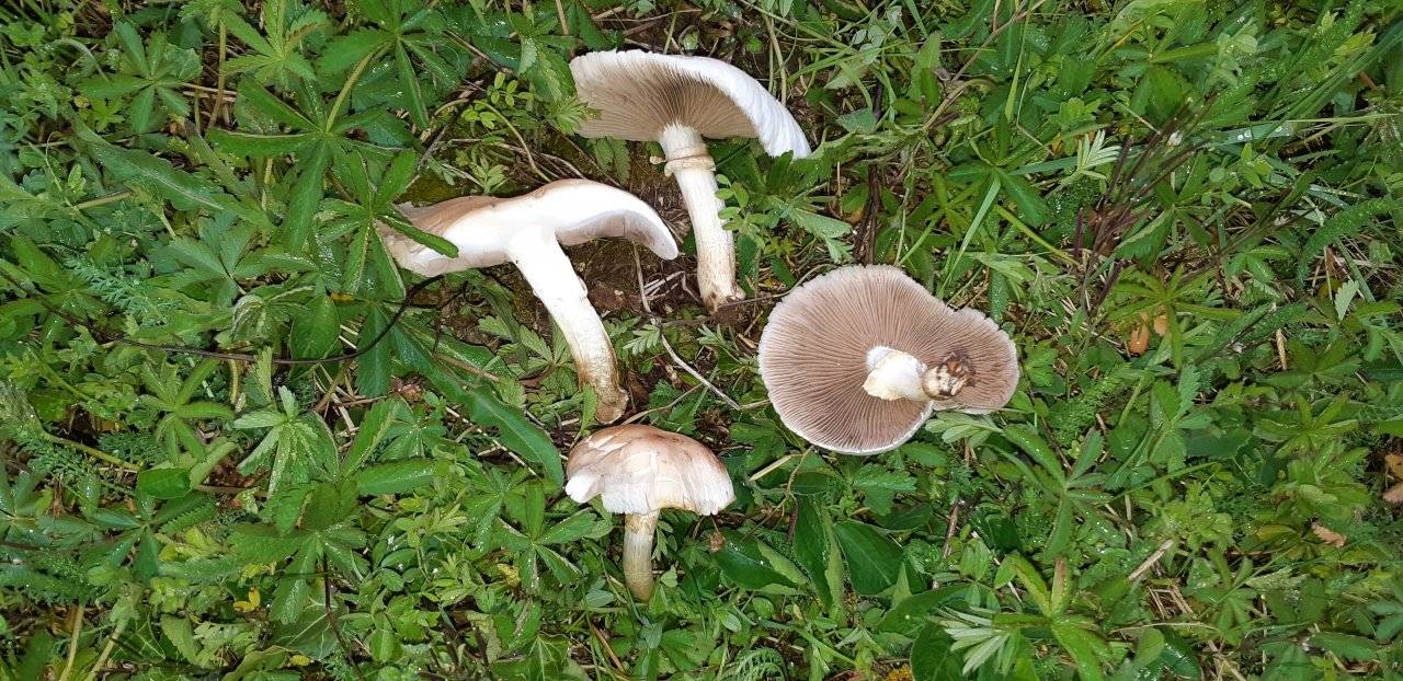 Как отличить ложный польский гриб по фото и описанию