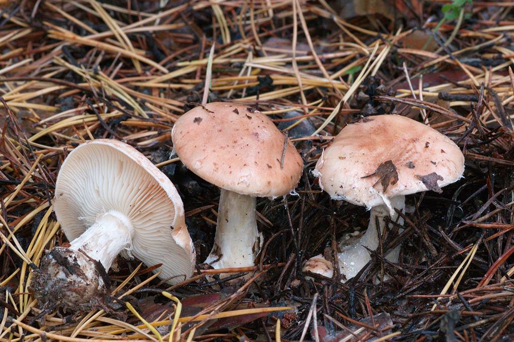 Гриб паутинник: описание видов и особенности кулинарной обработки. паутинник красивейший - смертельно ядовитый гриб