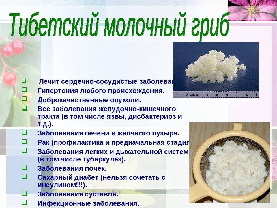 Тибетский гриб (молочный, кефирный): что такое, как вырастить — инструкция, как ухаживать, хранить, употреблять и полезные свойства, противопоказания, польза, вред