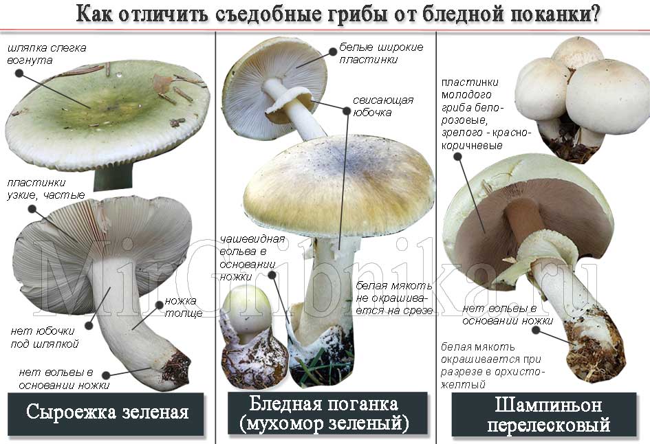 Все о грибах шампиньоны: где растут, когда собирать, как выращивать