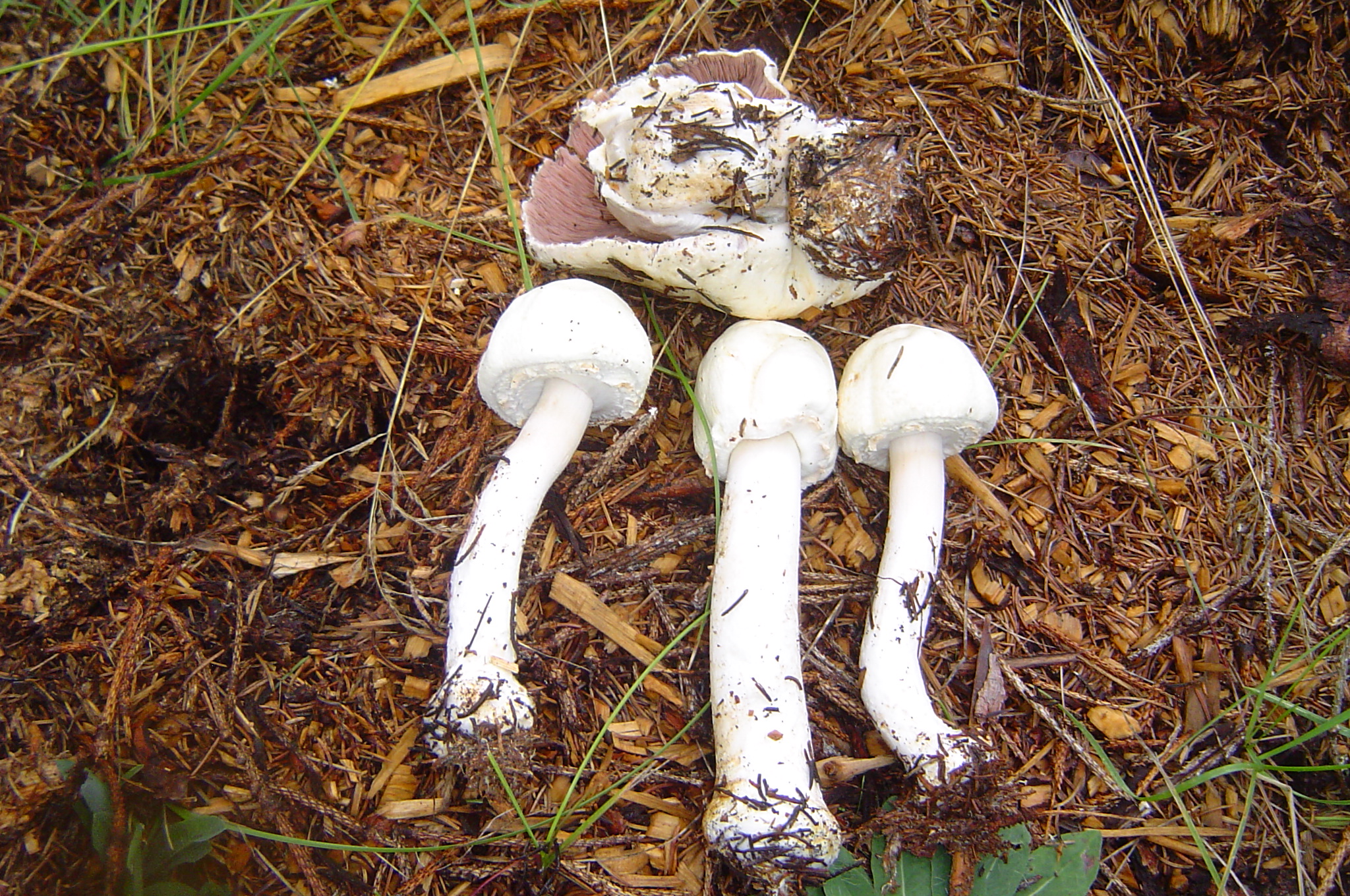 Шампиньон перелесковый (agaricus silvicola): фото, описание, как готовить гриб
