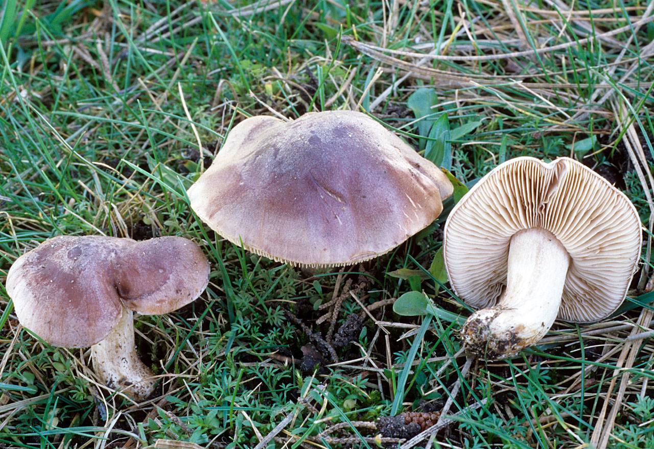 Гриб гебелома – простой и невкусный - грибы собираем