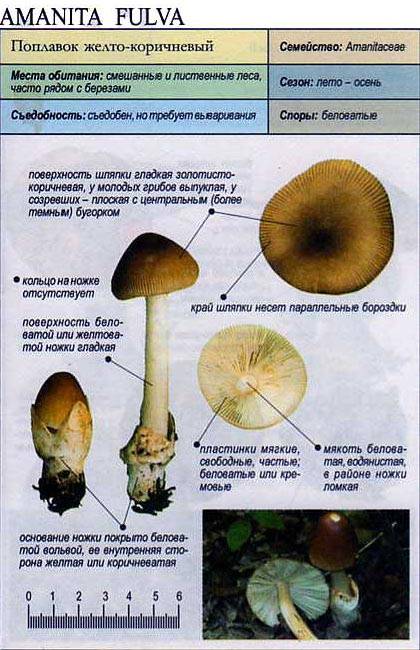 Черные грибы с темной шляпкой или ножкой, описание и где найти