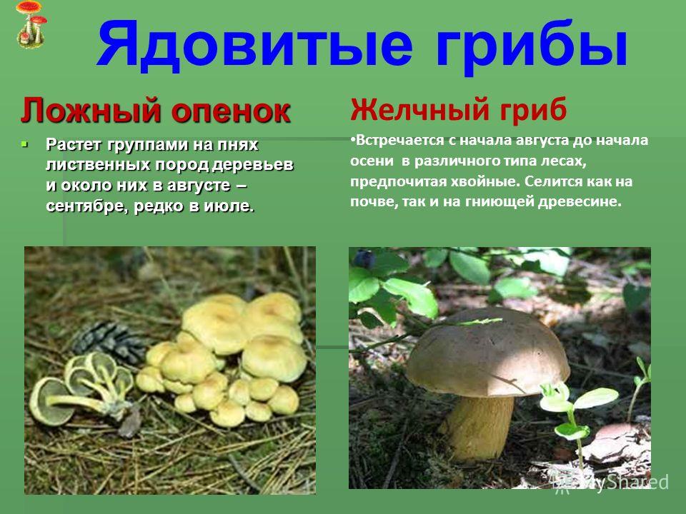 Гриб решеточник красный (clathrus ruber): фото и описание, где растёт. что из себя представляет гриб решеточник красный?