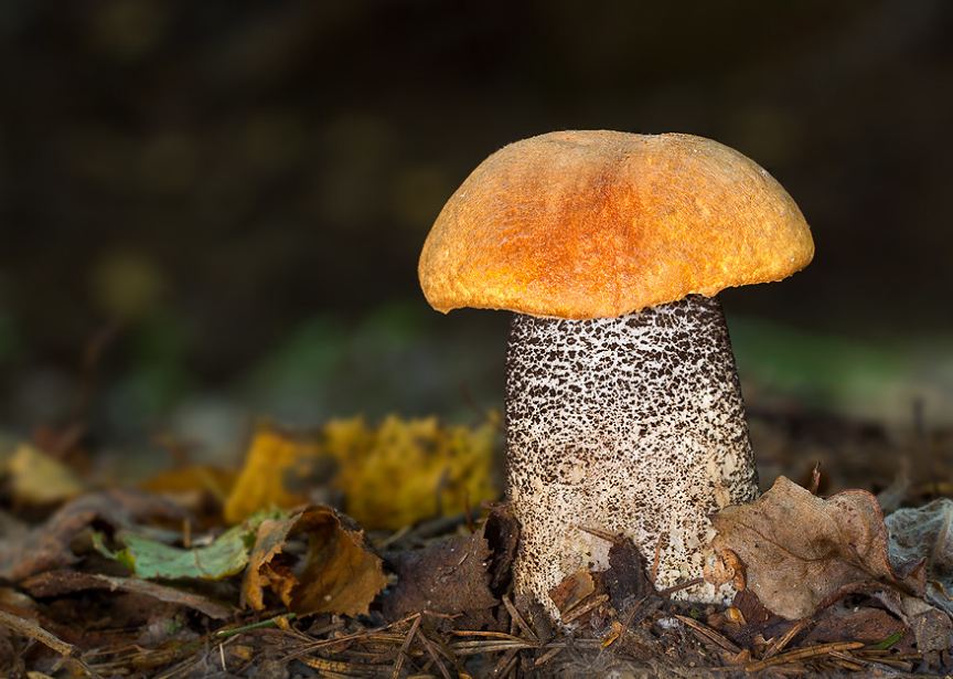Гриб подосиновик: особенности, места обитания, фото и описание гриба
