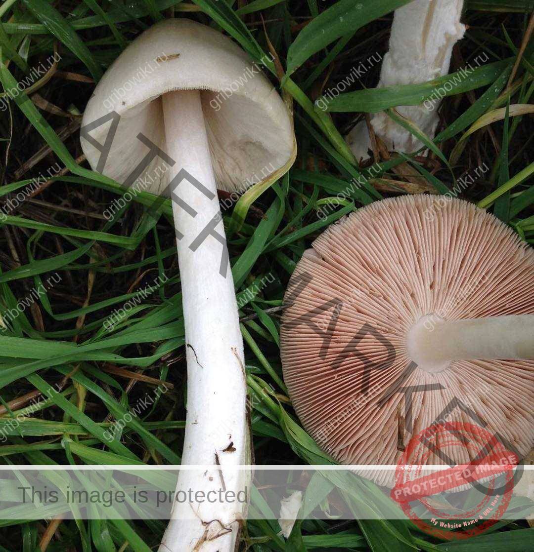 Вольвариелла (volvariella): очень редкий древесный гриб