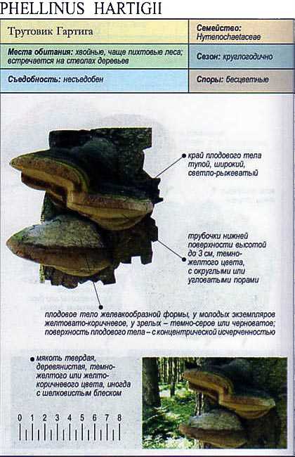 Трутовик гартига (phellinus hartigii) фото и описание