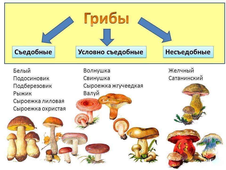 Топ-30 самых редких грибов росии из красной книги