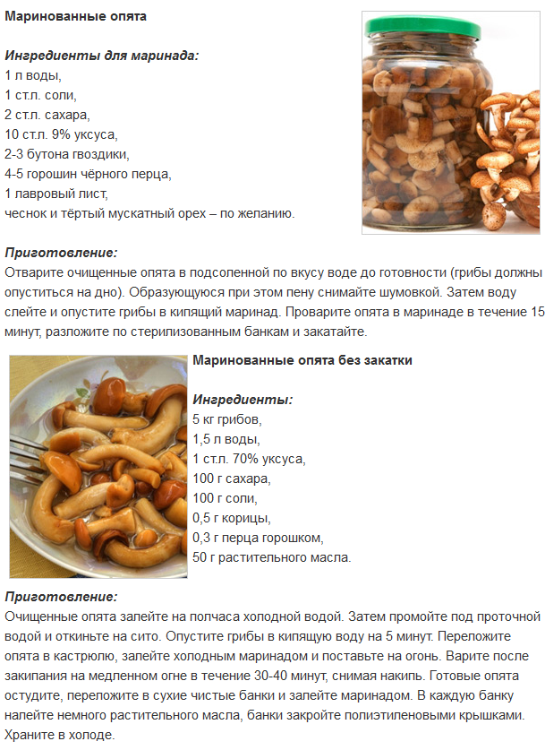 Как готовить польские грибы: сколько нужно варить, как мариновать и закатать на зиму