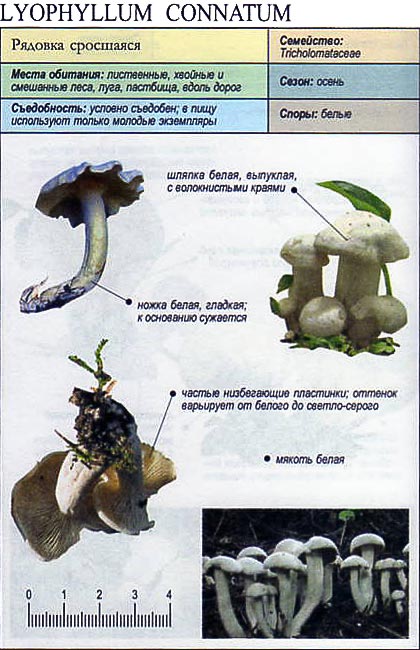 Гриб лиофиллум ильмовый (hypsizygus ulmarius): где растет, фото, виды