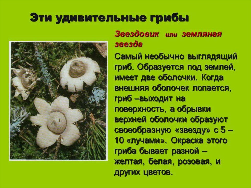 Топ-7 самых невероятных грибов | top facts | дзен