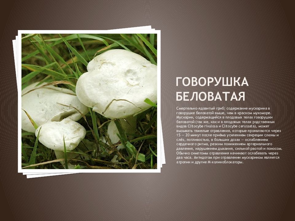 Говорушка восковатая – тихий серый яд - грибы собираем