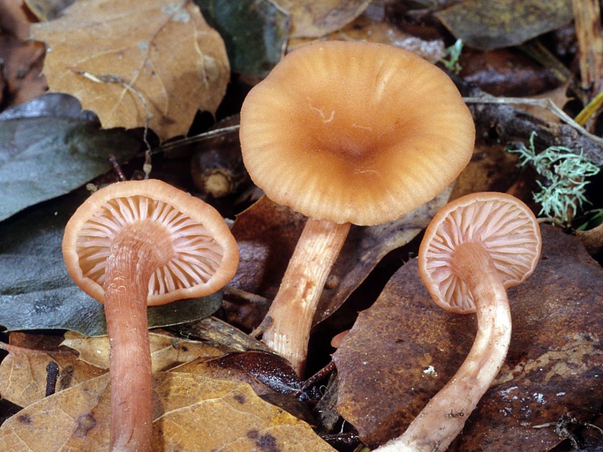 Съедобные грибы: фото, название и описание лесных видов