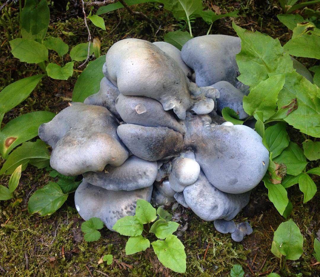 Альбатреллус синепоровый: фото и описание гриба, сбор, употребление