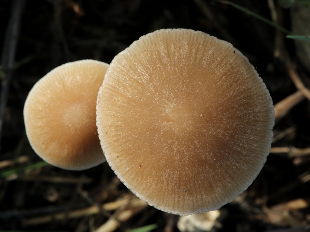 Весенние грибы для здоровья и кулинарных изысков