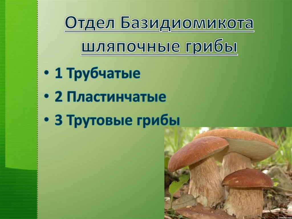 Базидиальные грибы: виды, классификация, строение