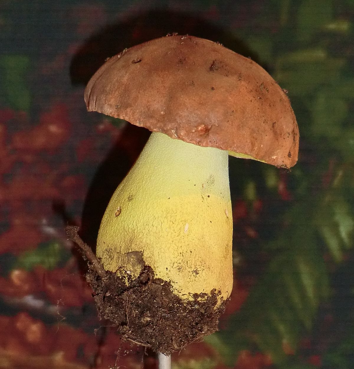 Белые грибы: где растут, их описание, виды и время сбора
