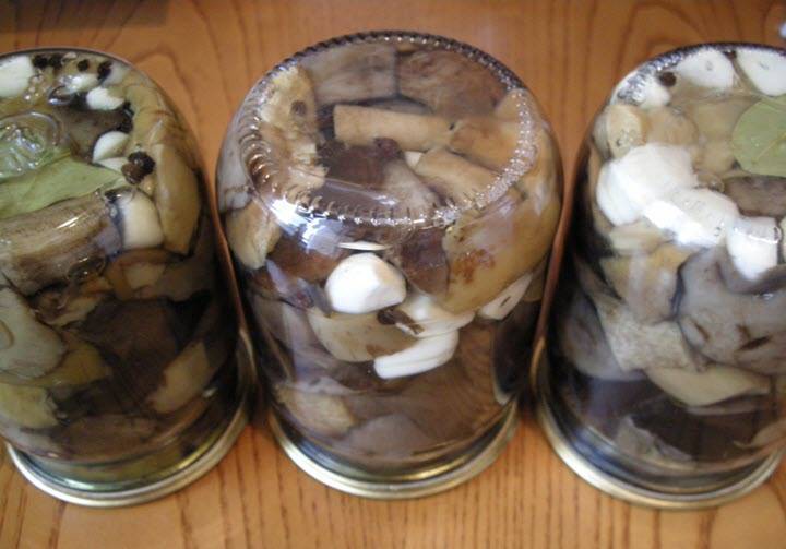 Белые маринованные грибы на зиму: рецепты без стерилизации, как замариновать в банках