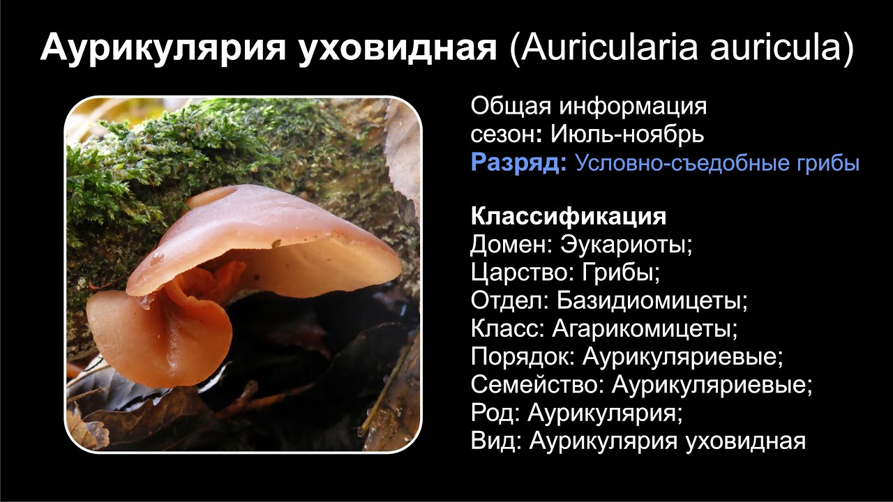 Род: Auricularia (Аурикулярия)