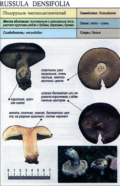 Груздь перечный – горький, но съедобный гриб — викигриб