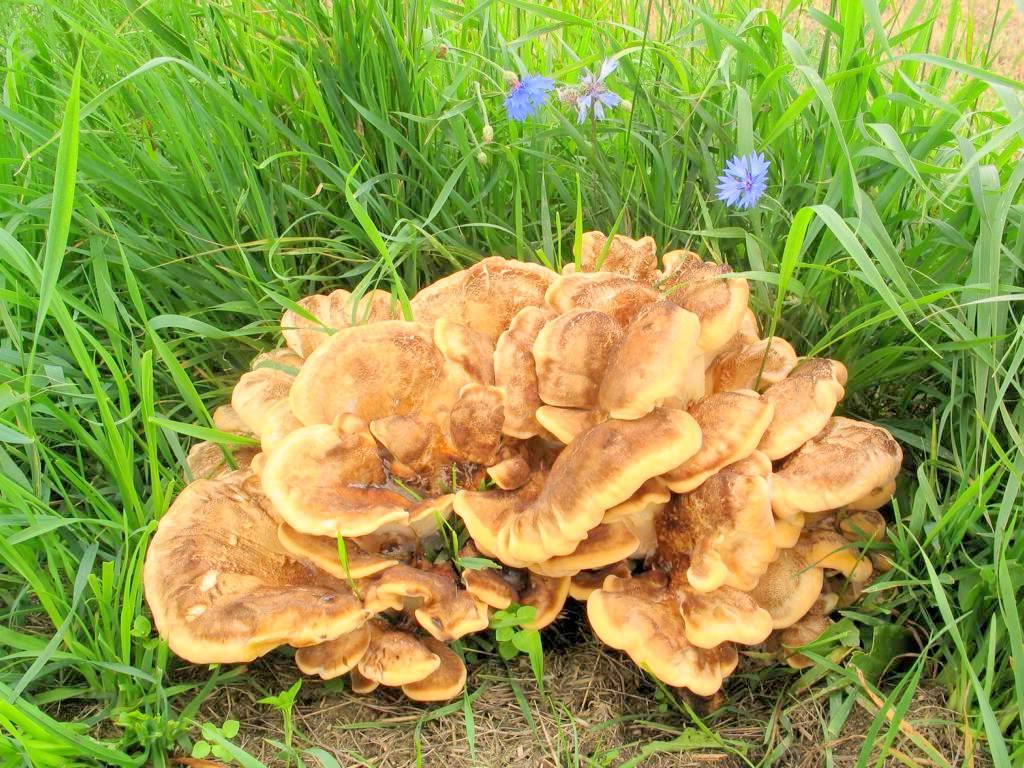 Мерипилус гигантский: фото древесного гриба — викигриб