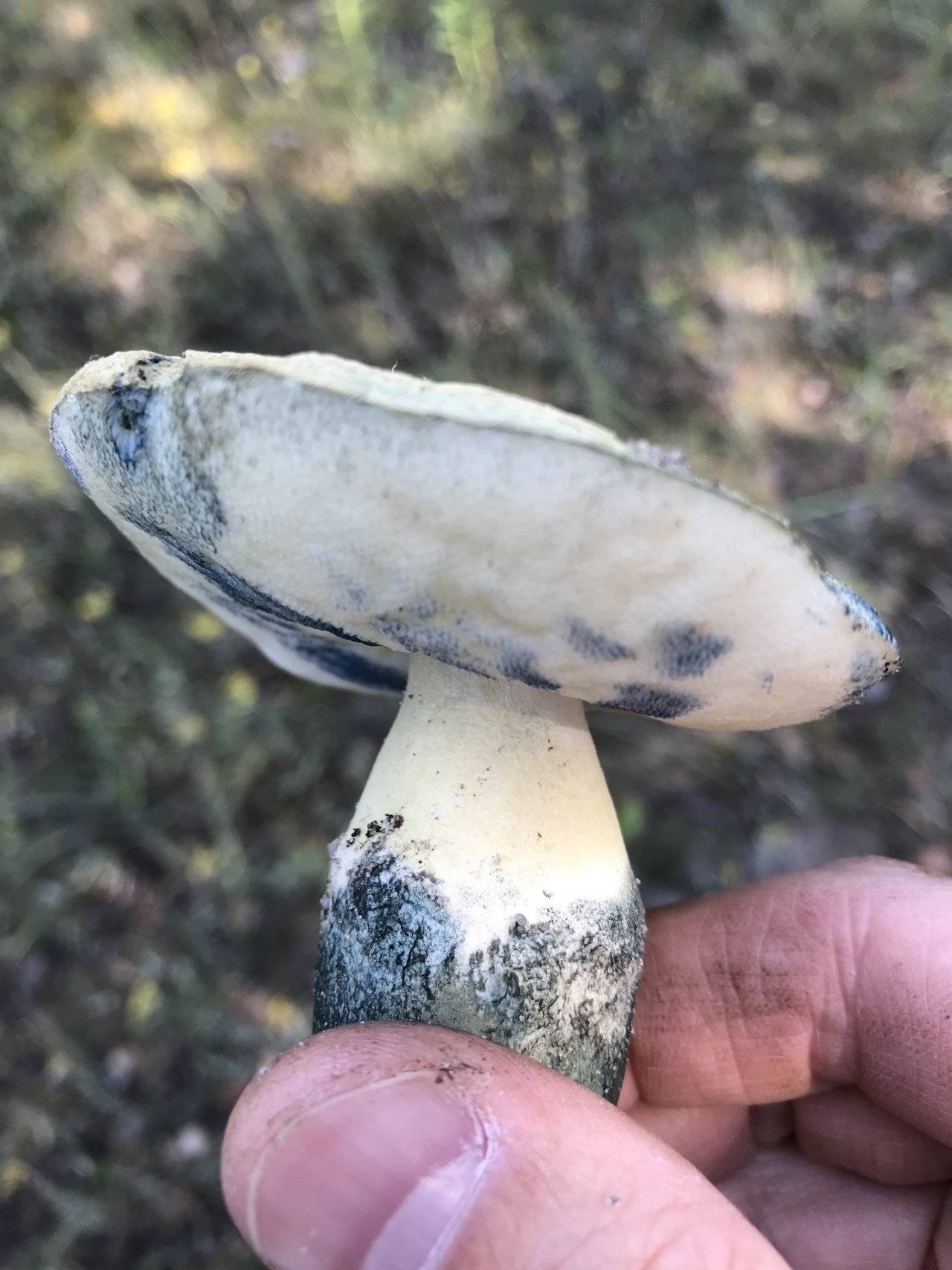 Ксилария многообразная (xylaria polymorpha) также известная как пальцы мертвеца: фото, описание, где растет и чем опасен гриб