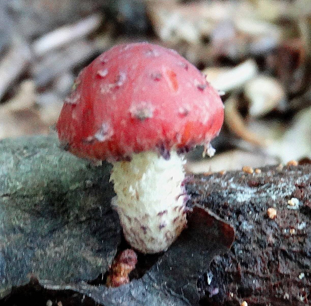 Чешуйчатка шафранно-красная (pholiota astragalina) – грибы сибири