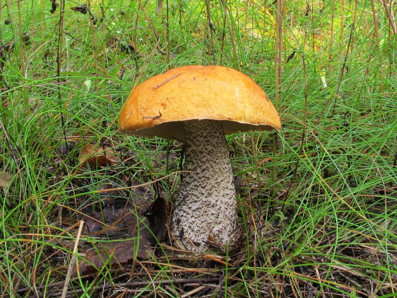 Где растет гриб подосиновик: фото и описание видов подосиновика (обыкновенного, дубового, желто-бурого)